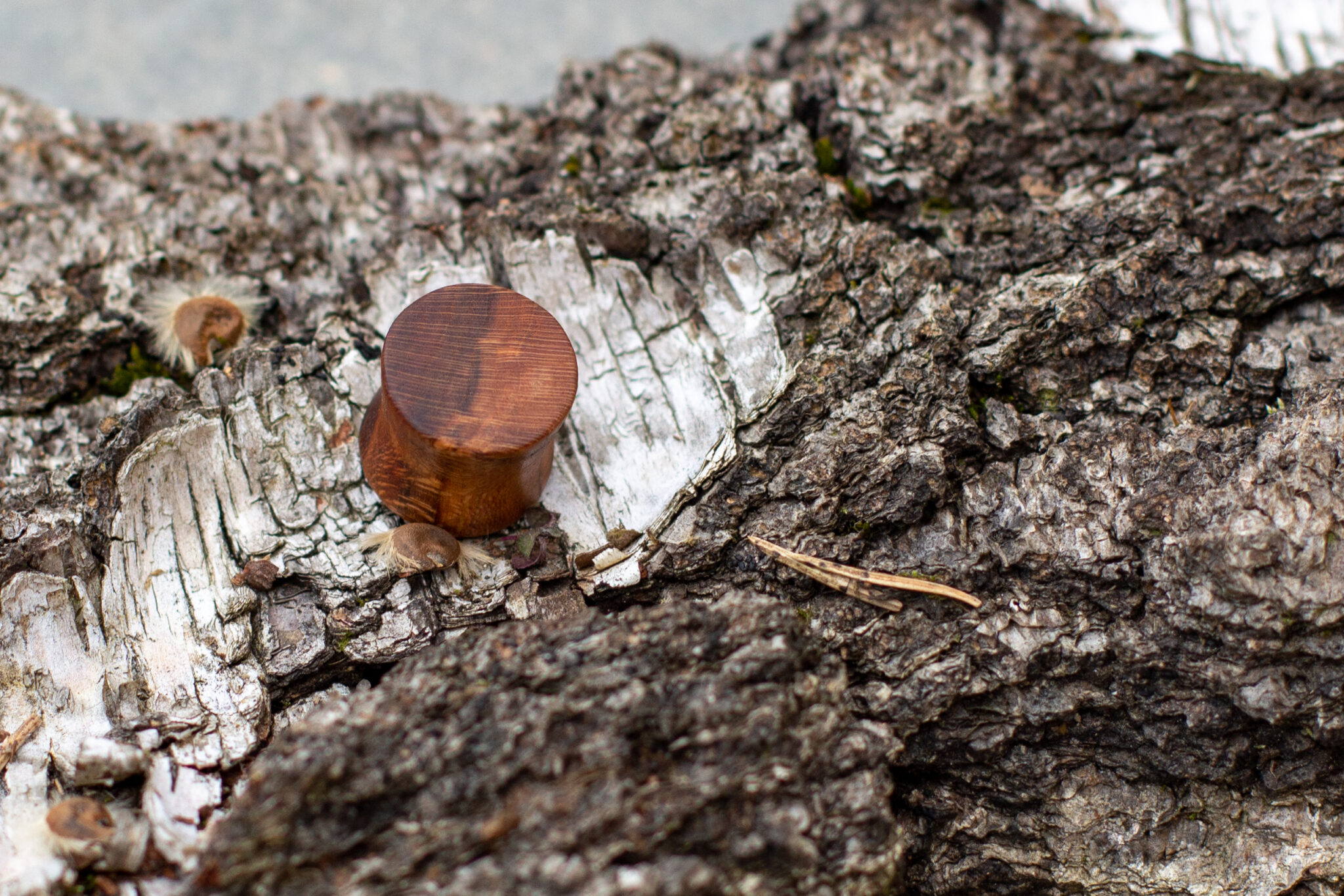 Plug do ucha Třešeň - 2021