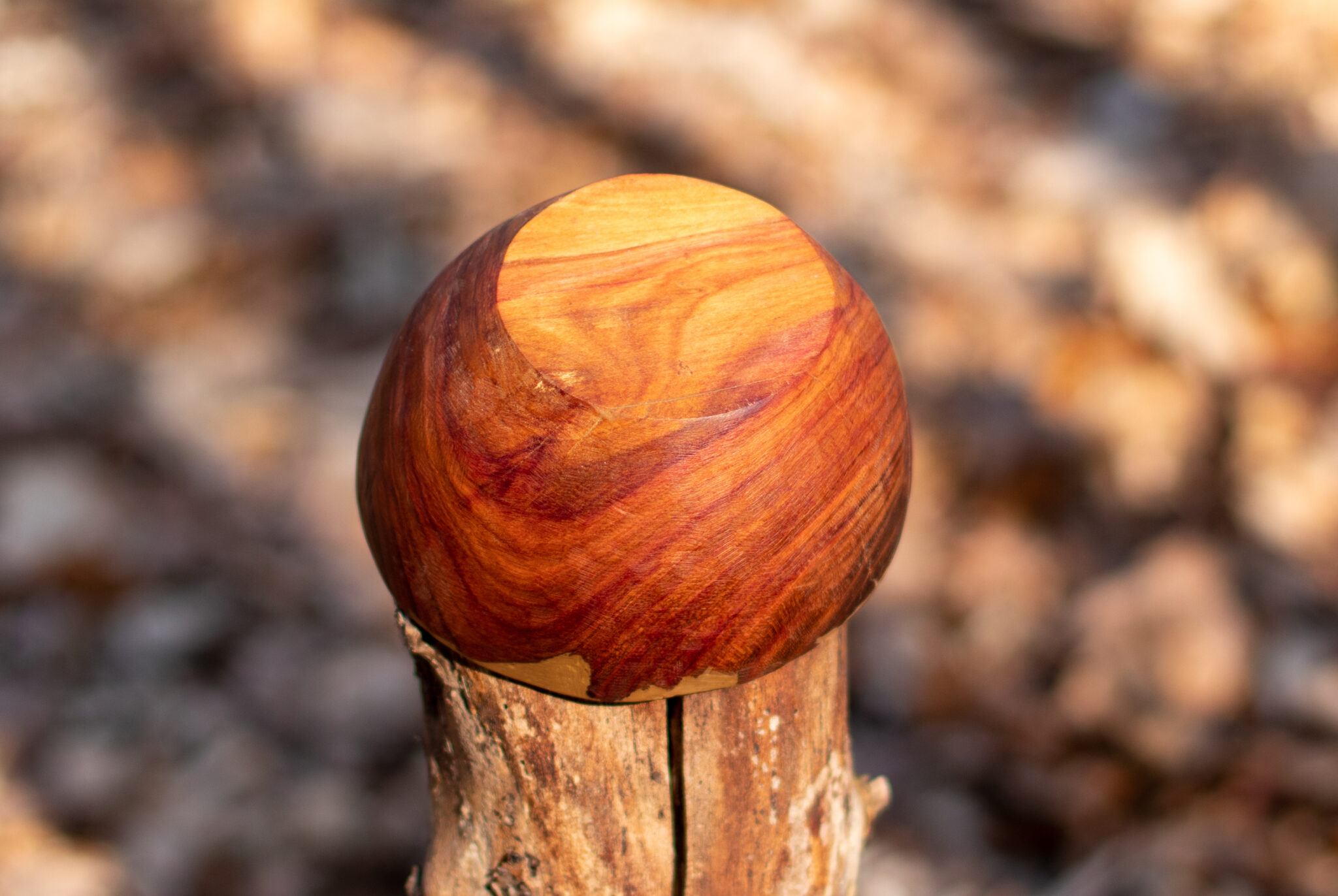 Miska č.3 Trnka - 2021