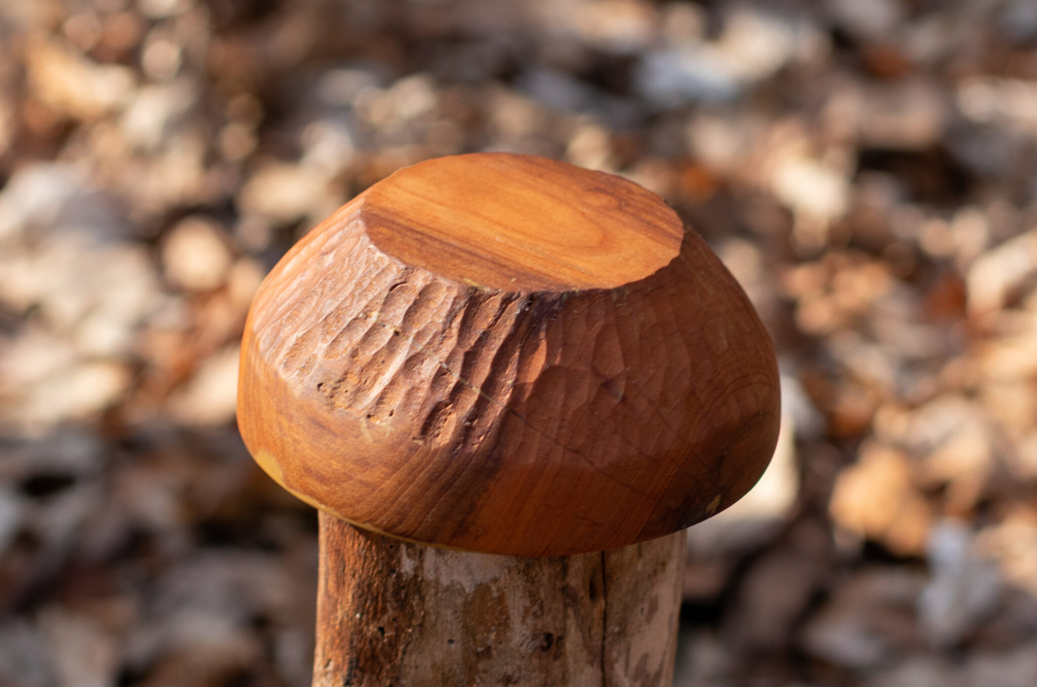 Miska č.2 Třešeň - 2021