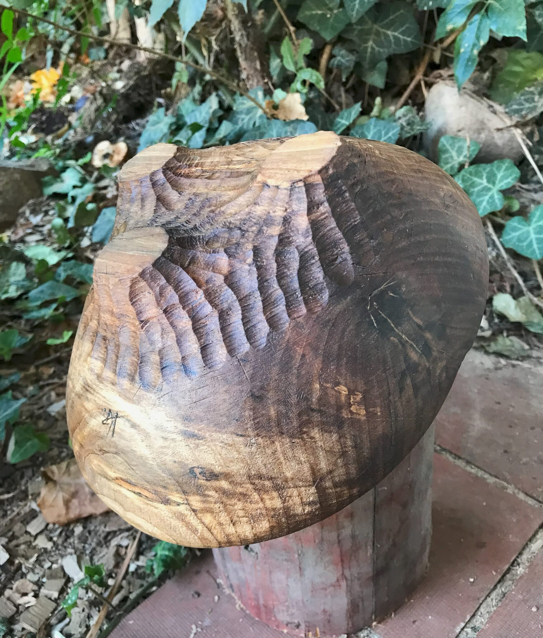 Miska č.11 Ořešák - 2024